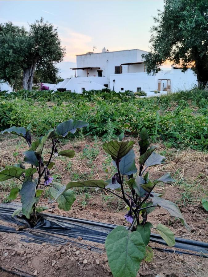 Bauernhof Masseria Piccole Taverne Rosa Marina